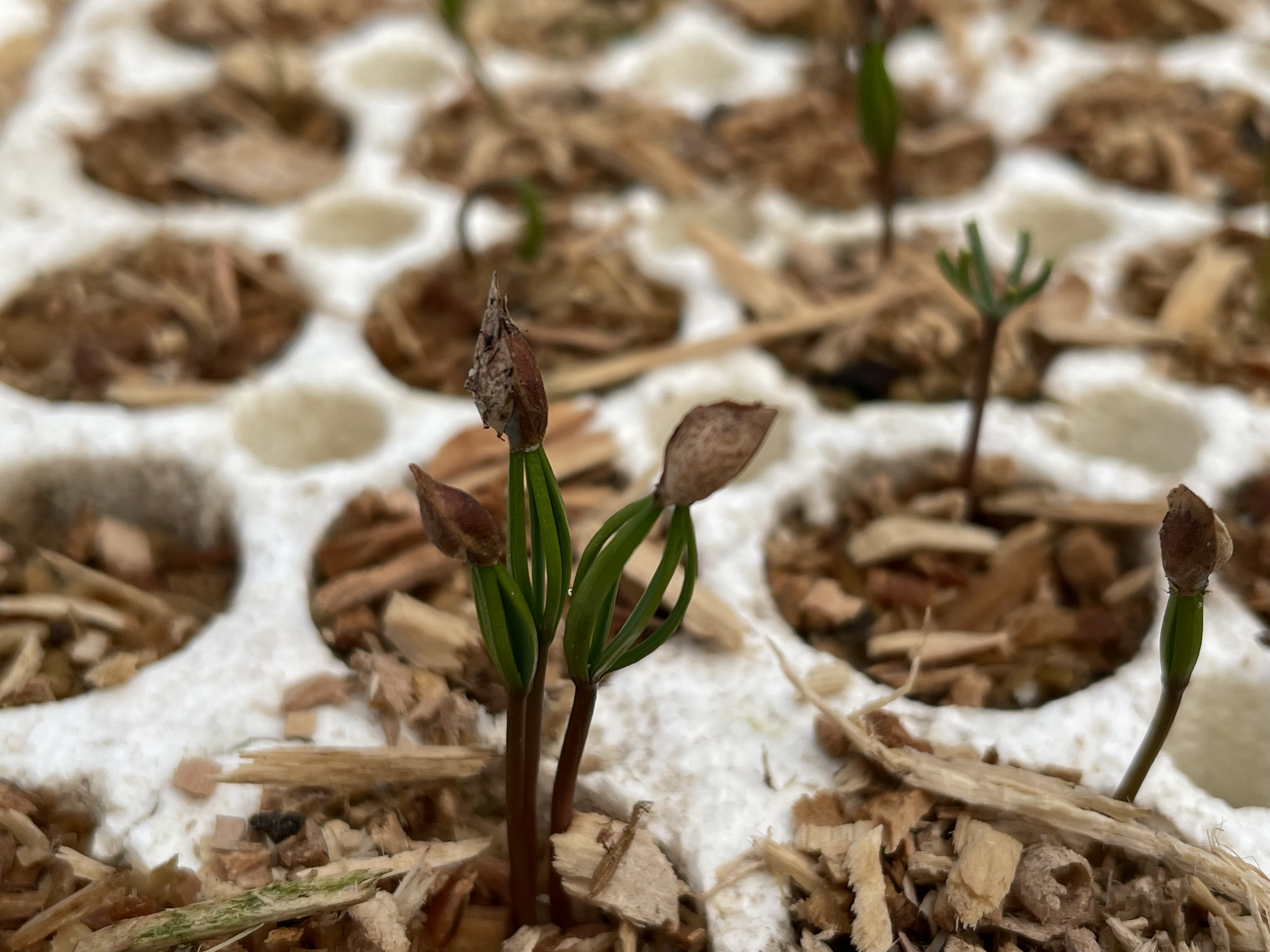 Douglas fir seedlings in an Oregon nursery. CC Lab 2022.